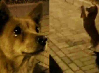 Αδέσποτος σκύλος κλαίει από χαρά την ώρα που τον ταΐζει ένας άγνωστος περαστικός